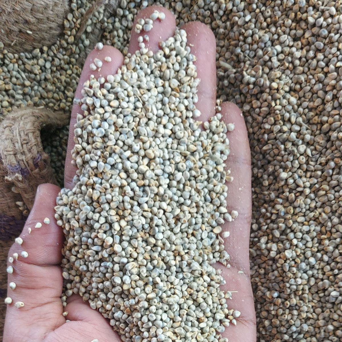 Green Millet 25 kg pp bags